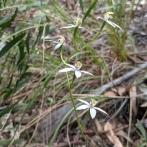 Caladenia moschata at Acton, ACT - suppressed