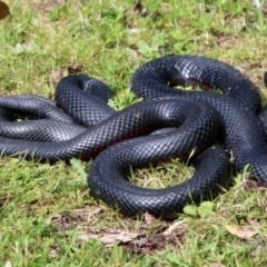 Pseudechis porphyriacus (Red-bellied Black Snake) at QPRC LGA - 2 Nov 2021 by LisaH