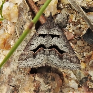 Dichromodes atrosignata at Paddys River, ACT - 3 Nov 2021