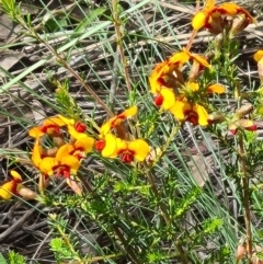 Dillwynia sericea (Egg And Bacon Peas) at Black Mountain - 31 Oct 2021 by galah681