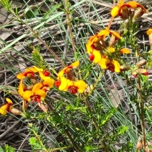 Dillwynia sericea at Acton, ACT - 1 Nov 2021