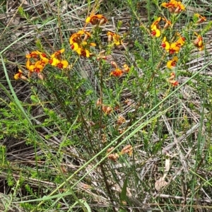 Dillwynia sericea at Acton, ACT - 1 Nov 2021