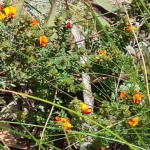 Pultenaea procumbens at Acton, ACT - 1 Nov 2021 11:06 AM