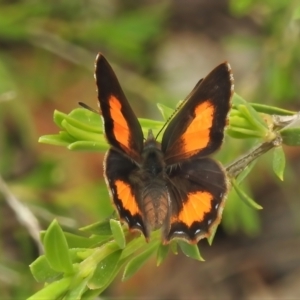 Paralucia aurifera at Paddys River, ACT - 3 Nov 2021