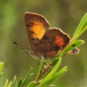 Paralucia aurifera at Paddys River, ACT - 3 Nov 2021