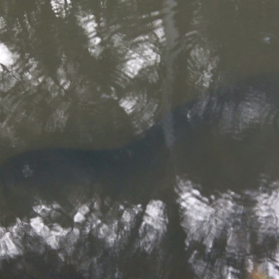 Anguilla sp. (genus) (Eel) at Mongarlowe River - 2 Nov 2021 by LisaH