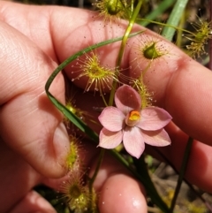 Thelymitra rubra (Salmon Sun Orchid) at Monument Hill and Roper Street Corridor - 21 Oct 2021 by ClaireSee