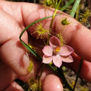 Thelymitra rubra at West Albury, NSW - suppressed