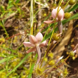 Thelymitra rubra at West Albury, NSW - suppressed