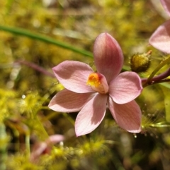 Thelymitra rubra at West Albury, NSW - suppressed