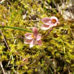 Thelymitra rubra at West Albury, NSW - suppressed