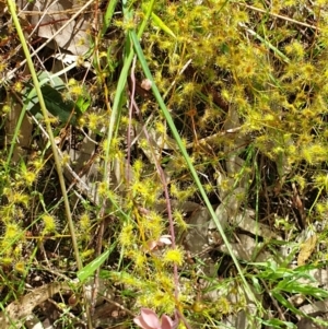 Thelymitra rubra at West Albury, NSW - suppressed