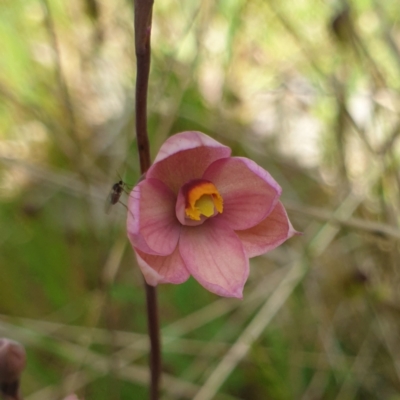 Thelymitra rubra (Salmon Sun Orchid) at Wodonga - 17 Oct 2021 by ClaireSee
