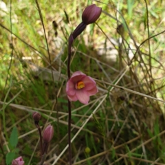 Thelymitra rubra at West Wodonga, VIC - 17 Oct 2021