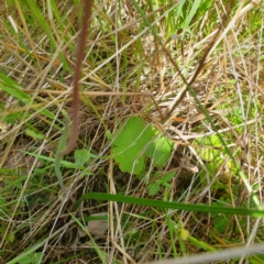 Thelymitra rubra at West Wodonga, VIC - 17 Oct 2021