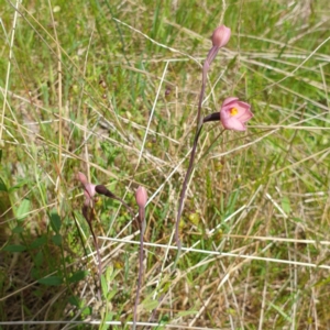 Thelymitra rubra at West Wodonga, VIC - suppressed