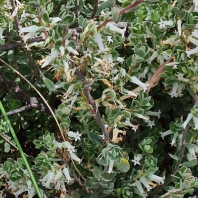 Brachyloma daphnoides (Daphne Heath) at Black Mountain - 1 Nov 2021 by galah681