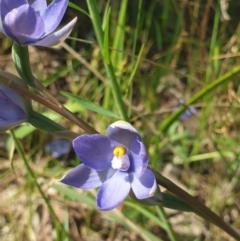 Thelymitra megcalyptra (Swollen Sun Orchid) at Albury - 22 Oct 2021 by ClaireSee