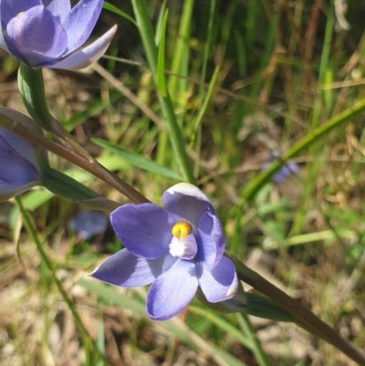Thelymitra megcalyptra (Swollen Sun Orchid) at Albury - 22 Oct 2021 by ClaireSee