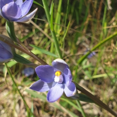 Thelymitra megcalyptra (Swollen Sun Orchid) at Monument Hill and Roper Street Corridor - 22 Oct 2021 by ClaireSee