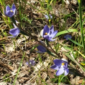 Thelymitra megcalyptra at Albury, NSW - suppressed