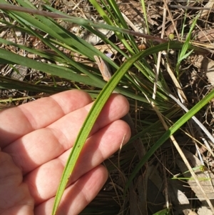 Thelymitra megcalyptra at Albury, NSW - suppressed