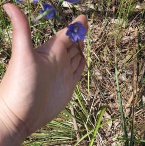 Thelymitra megcalyptra at Albury, NSW - suppressed