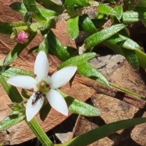 Rhytidosporum procumbens at Acton, ACT - 1 Nov 2021 11:10 AM