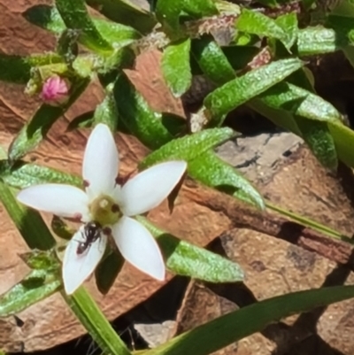 Rhytidosporum procumbens (White Marianth) at Black Mountain - 1 Nov 2021 by galah681