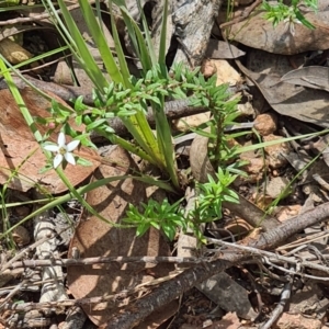 Rhytidosporum procumbens at Acton, ACT - 1 Nov 2021