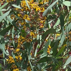 Daviesia mimosoides at Acton, ACT - 1 Nov 2021