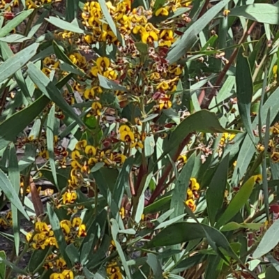 Daviesia mimosoides (Bitter Pea) at Black Mountain - 1 Nov 2021 by galah681