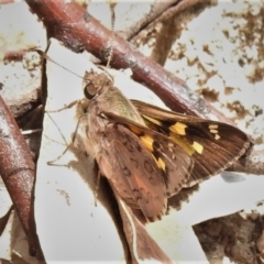 Trapezites phigalioides (Montane Ochre) at Tidbinbilla Nature Reserve - 3 Nov 2021 by JohnBundock