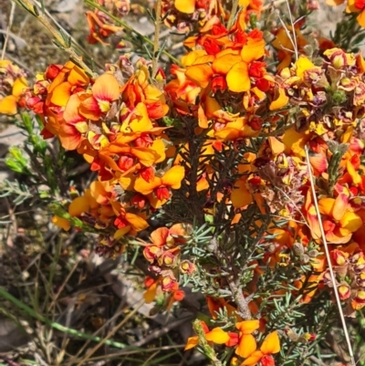 Dillwynia phylicoides (A Parrot-pea) at Black Mountain - 2 Nov 2021 by galah681