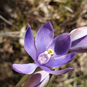 Thelymitra megcalyptra at West Albury, NSW - suppressed