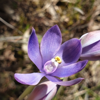 Thelymitra megcalyptra (Swollen Sun Orchid) at Albury - 23 Oct 2021 by ClaireSee