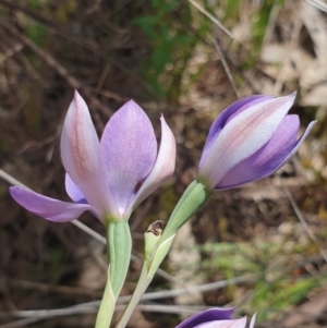 Thelymitra megcalyptra at West Albury, NSW - suppressed