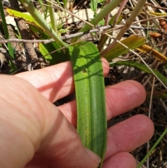 Thelymitra megcalyptra at West Albury, NSW - suppressed