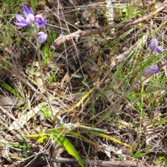 Thelymitra megcalyptra at West Albury, NSW - suppressed