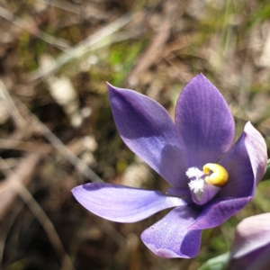 Thelymitra megcalyptra at West Albury, NSW - suppressed