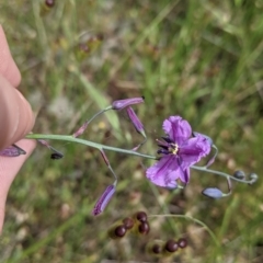 Arthropodium strictum (Chocolate Lily) by Darcy