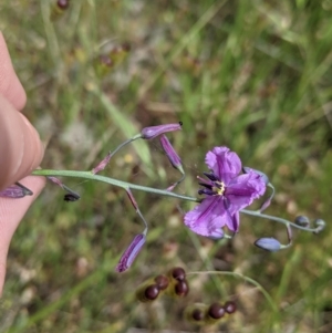 Arthropodium strictum at Jindera, NSW - 3 Nov 2021