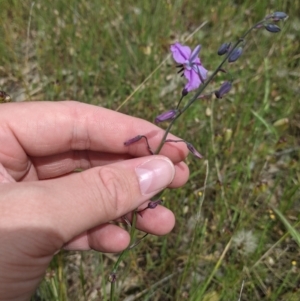 Arthropodium strictum at Jindera, NSW - 3 Nov 2021