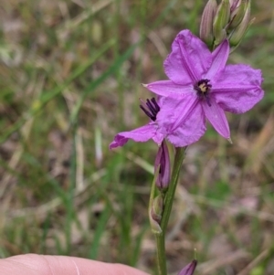 Arthropodium fimbriatum at Jindera, NSW - suppressed