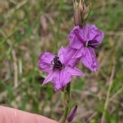 Arthropodium fimbriatum at Jindera, NSW - suppressed