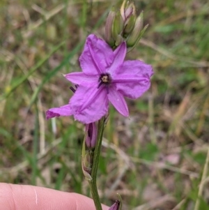 Arthropodium fimbriatum at Jindera, NSW - suppressed