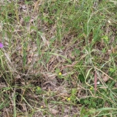 Arthropodium fimbriatum at Jindera, NSW - suppressed