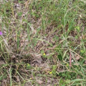 Arthropodium fimbriatum at Jindera, NSW - suppressed