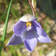 Thelymitra pauciflora (Slender Sun Orchid) at Albury, NSW - 22 Oct 2021 by ClaireSee