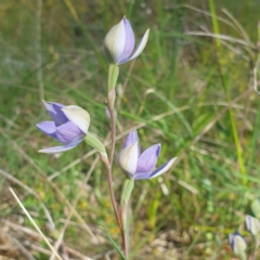 Thelymitra pauciflora at Albury, NSW - suppressed